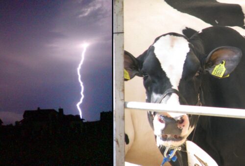 burza, nawałnica, wyładowanie atmosferyczne, piorun, krowy, pastwisko, rolnik, hodowca