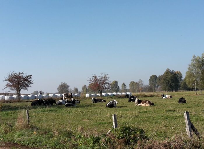 mrirw, arimr, dokumenty, informacje