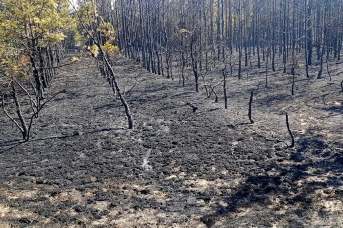 las, pożar lasu, samoloty gaśnicze, dzieci
