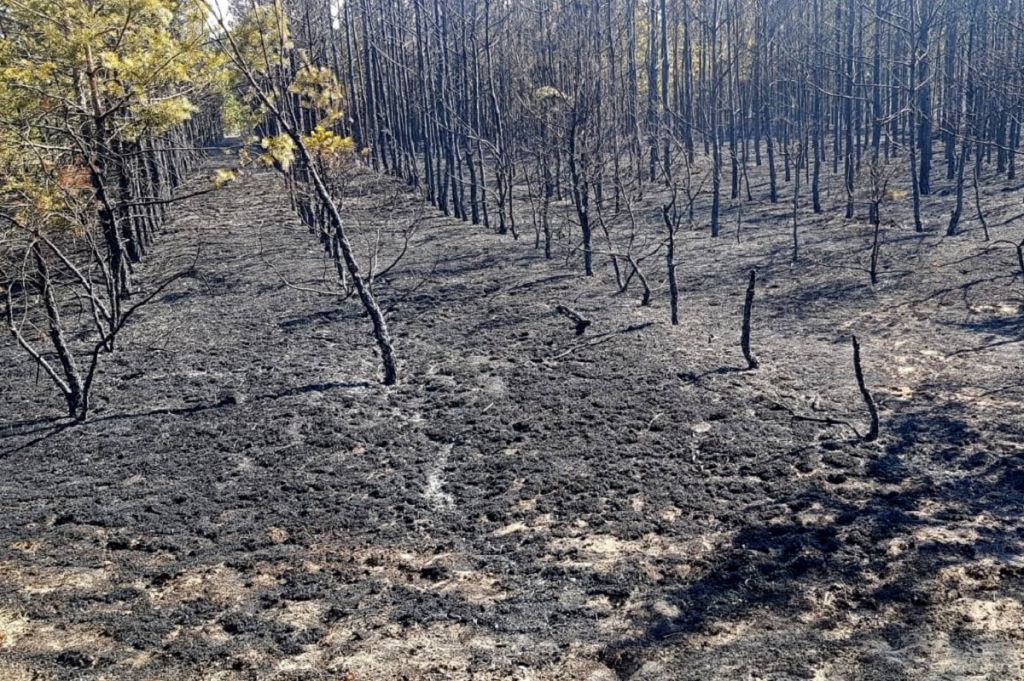 las, pożar lasu, samoloty gaśnicze, dzieci