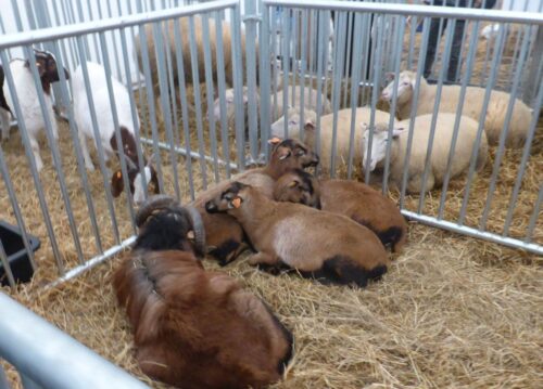 grecja, pomór małych przeżuwaczy, przeżuwacze, owce