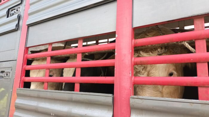 nigeria, przewóz, wypadek, krowy