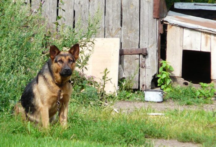 gospodarstwo, psy, psy na uwięzi, kojec