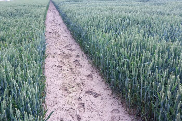 fao, zbiory zbóż, zbiory pszenicy, pszenica