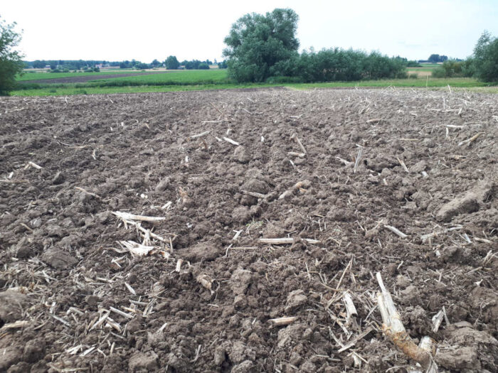 rzepaczysko, pole, Sahryń