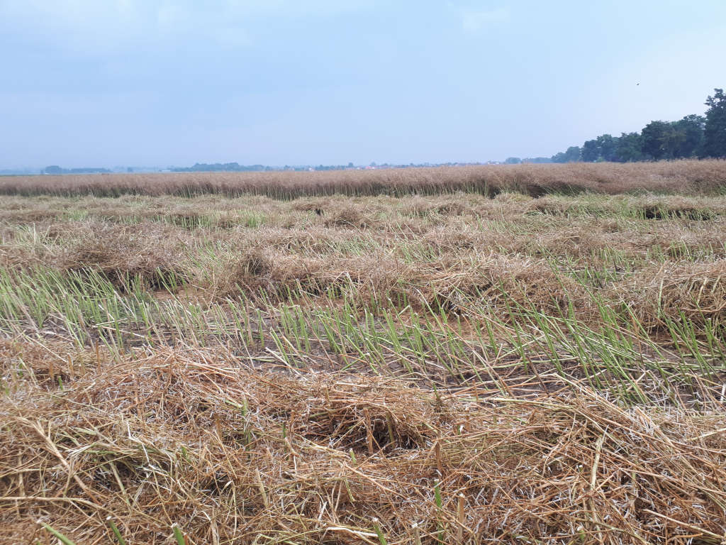 rzepak, pokosy, łan, Zamojszczyzna