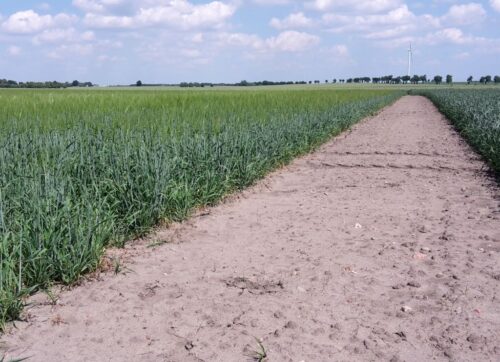 ustawa, nowelizacja ustawy, nieruchomości rolne, zwrsp