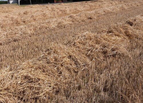 biometan, biometanownia, pob, produkcja biometanu