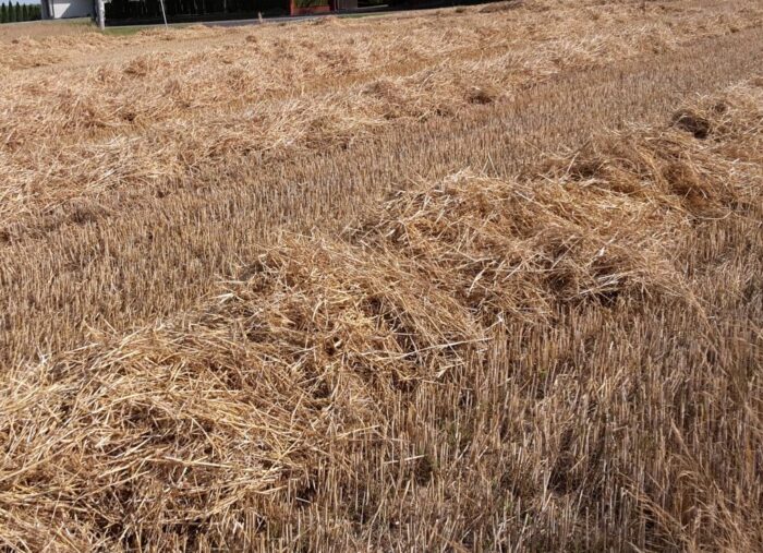 biometan, biometanownia, pob, produkcja biometanu