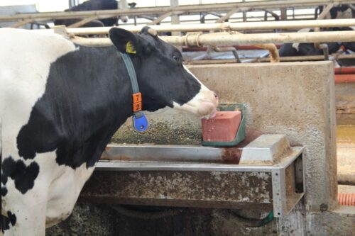 stres cieplny, krowy mleczne, rozród, mleko