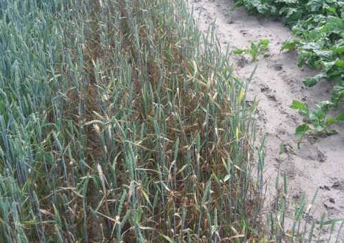 iung, raport, susza, susza rolnicza