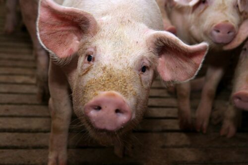 tuczniki, cena tuczników, wieprzowina, mięso wieprzowe, tuczniki w Niemczech, VEZG, żywiec wieprzowy, świnie