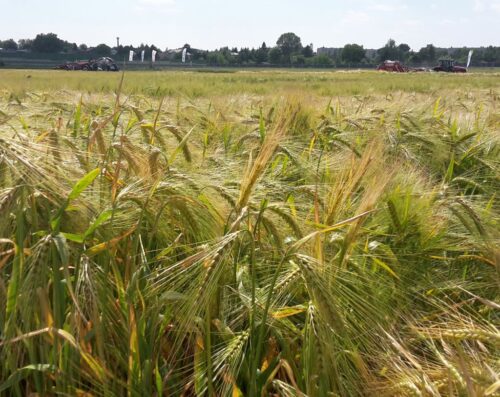 badania, uprawy, techniki genomowe, ngt