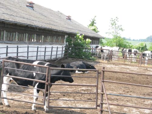 uciążliwość zapachowa, hodowcy, produkcja zwierzęca, ustawa odorowa