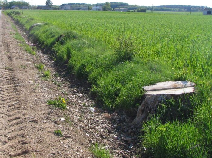 mkiś, resort klimatu, zespół, drzewa