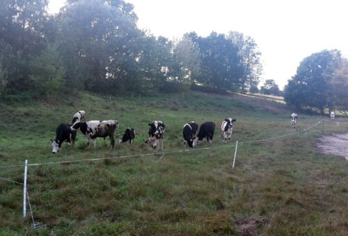 podkarpacie, program, promocja wypasu, wypas zwierząt