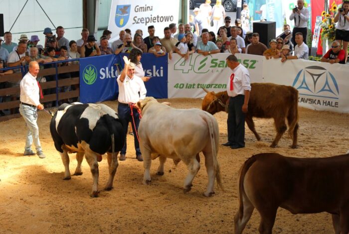wystawa zwierząt hodowlanych, Szepietowo, bydło mięsne, czempiony,