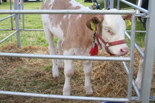 zakup zwierząt, rozwój małych gospodarstw, interwencje, wsparcie