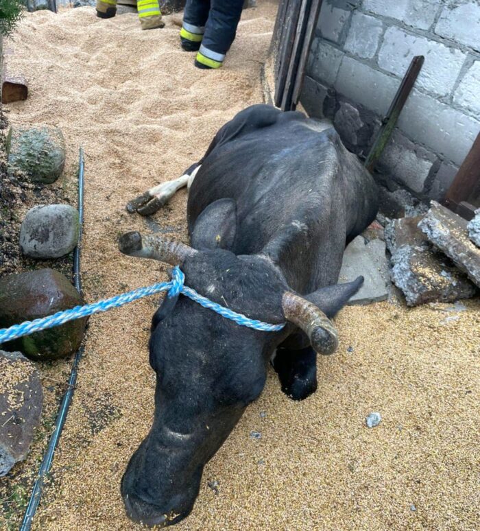 zawalony budynek, zawalony strop, bydło, padłe bydło