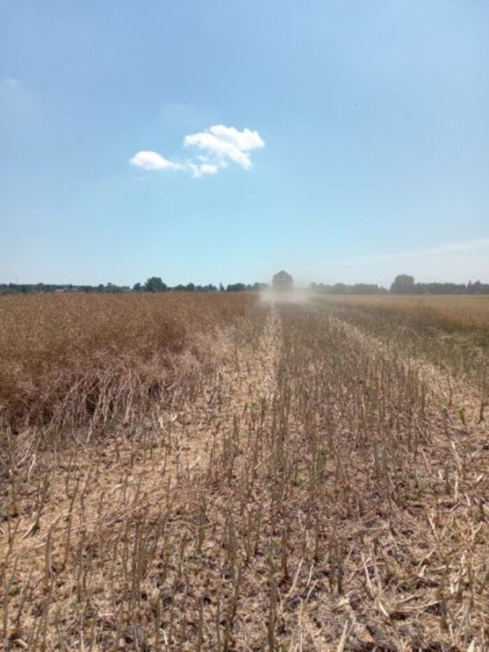 rzepak ozimy, kombajn, Sahryń, rzepaczysko