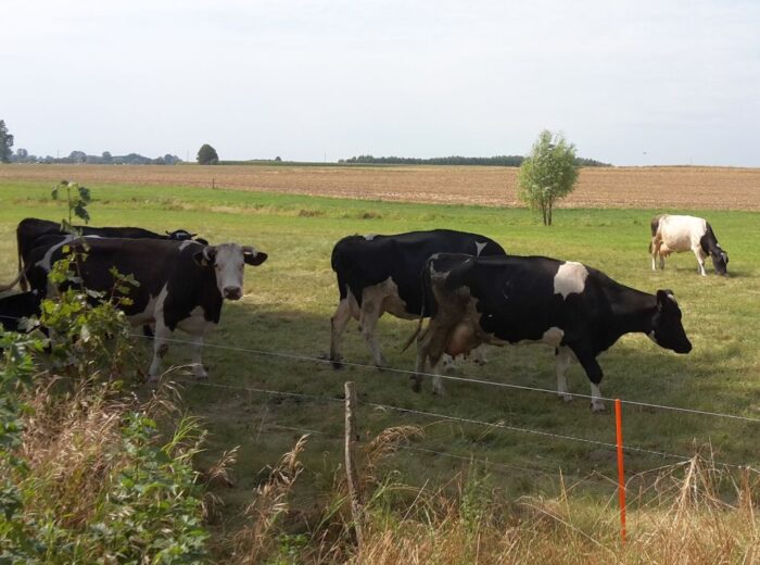 mrirw, dobrostan zwierząt, eksochemat, płatności