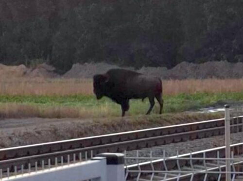 pzł, bąk, gdoś, bizon