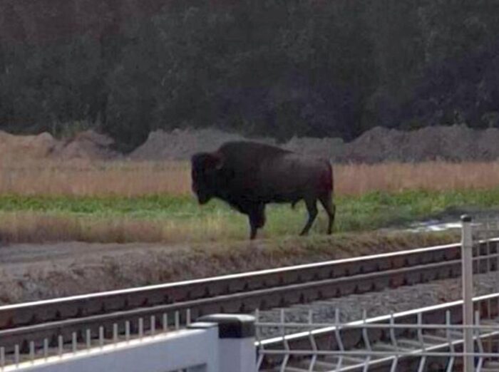 pzł, bąk, gdoś, bizon