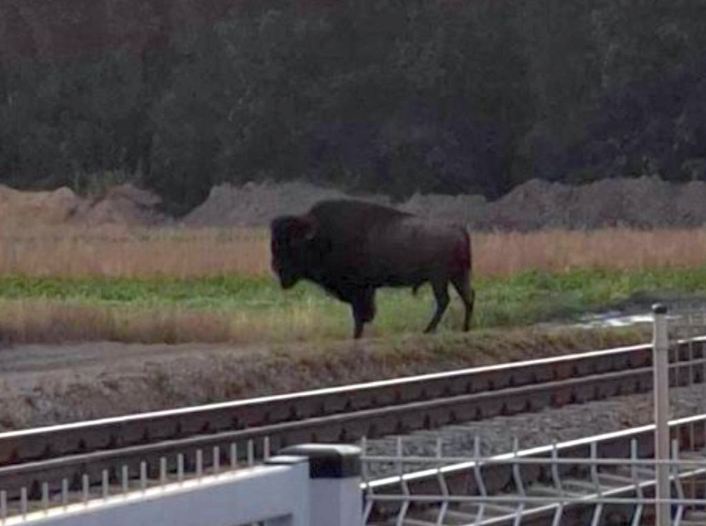 pzł, bąk, gdoś, bizon