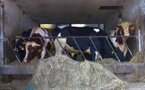 wypadek, obsługa zwierząt, byki, atak byka, śmierć mężczyzny