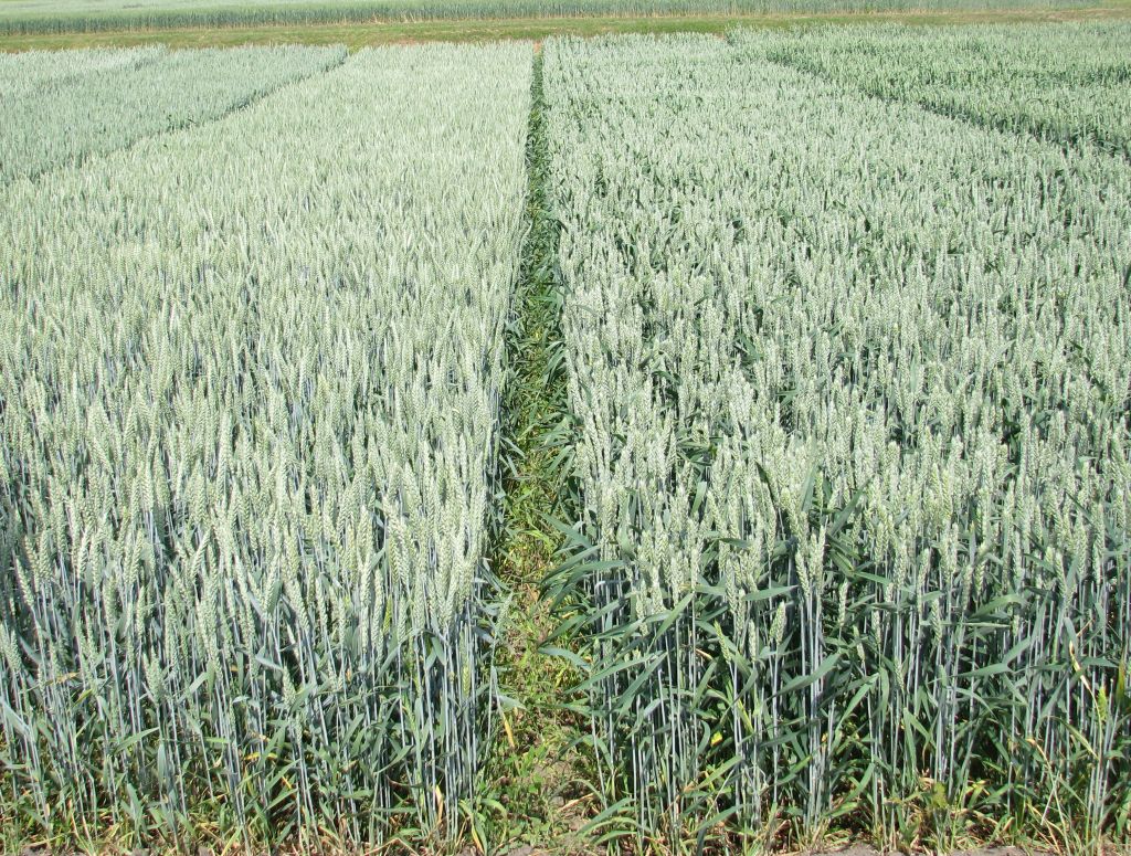 gus, ceny skupu, skupy, targowiska