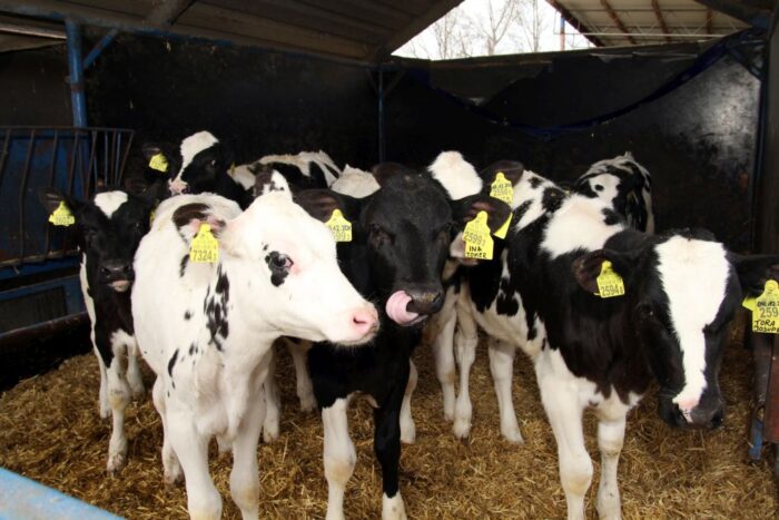 Maria Hurek, opas, cielęta, odpój cieląt, mleko, preparat mlekozastępczy, odpój grupowy, koryta zbiorcze