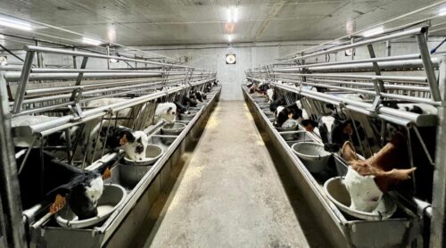 Maria Hurek, opas, cielęta, odpój cieląt, wiaderka, wiaderka ze smoczkiem, mleko, preparat mlekozastępczy