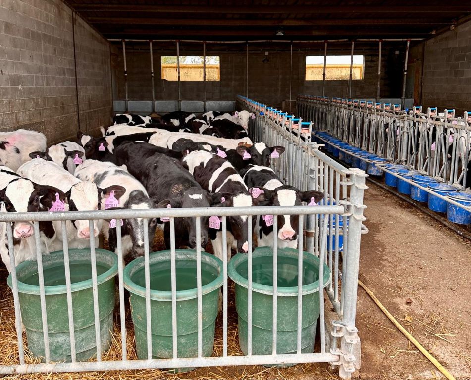 Maria Hurek, opas, cielęta, odpój cieląt, wiaderka, wiaderka ze smoczkiem, mleko, preparat mlekozastępczy