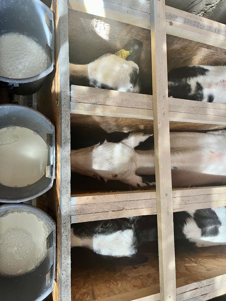 Maria Hurek, opas, cielęta, odpój cieląt, wiaderka, wiaderka ze smoczkiem, mleko, preparat mlekozastępczy