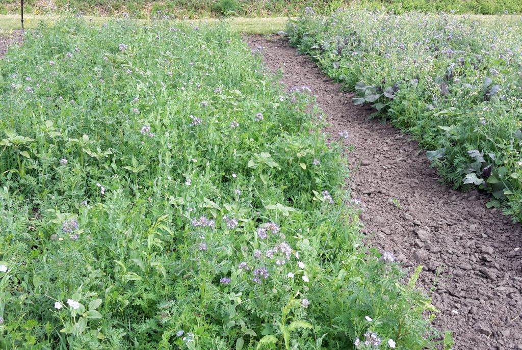 izba rolnicza, dopłaty, wnioski o dopłaty, ekoschematy