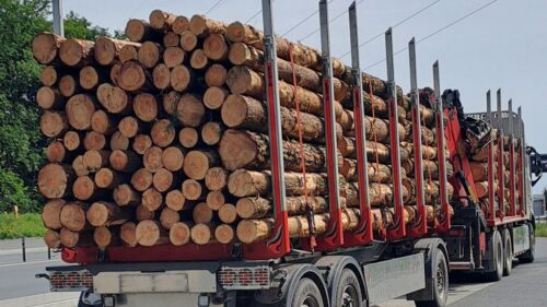 drewno, chiny, eksport drewna, rynek drewna