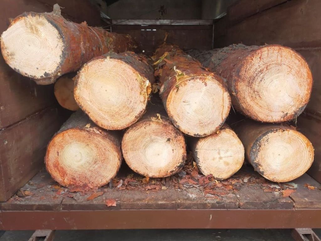 projekt, rozporządzenie, drewno energetyczne, drewno