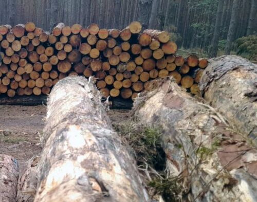 lasy państwowe, koss, drewno, sprzedaż drewna