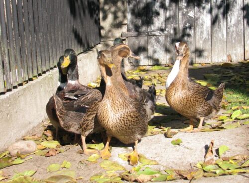 działy specjalne, produkcja rolna, szacunek, dochody, gus