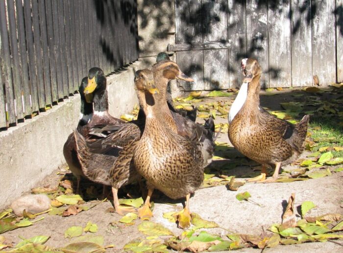 działy specjalne, produkcja rolna, szacunek, dochody, gus