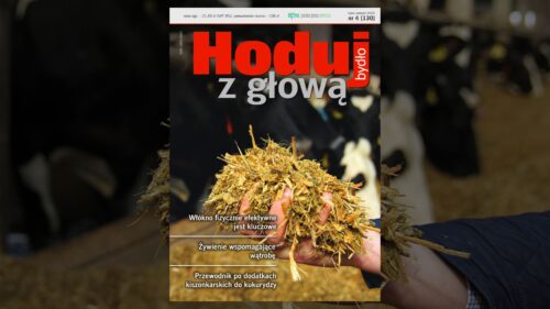 Hoduj z Głową Bydło, bydło mleczne, bydło mięsne, opasy, cielęta, krowy, hodowcy bydła, stres cieplny