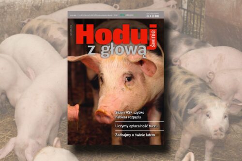Hoduj z Głową Świnie, maciory, lochy, prosięta, warchlaki, tuczniki, Apra, żywienie, hodowla, ASF, dobrostan