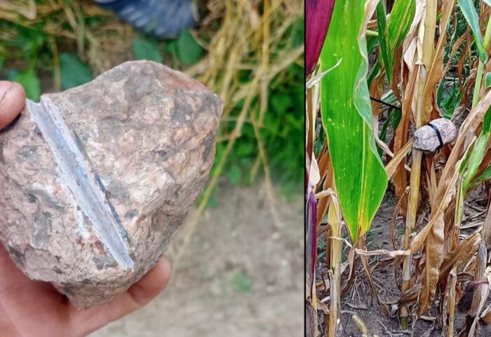 zbiory kukurydzy, pułapki, kamienie, metale