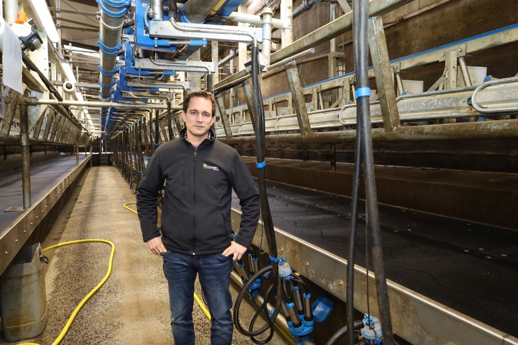 Dairymaster, hala udojowa, dój krów mlecznych, szybki dój. wydajna hala