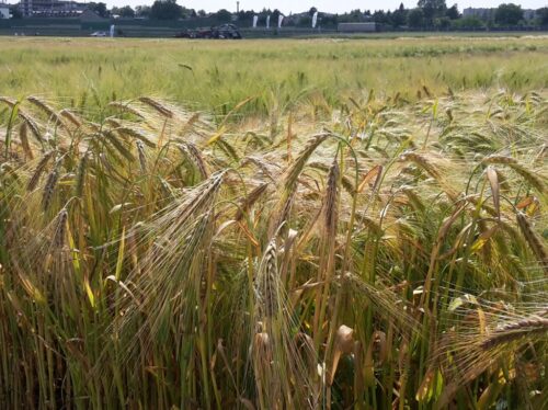 piorin, integrowana produkcja roślin, ip, metodyka uprawy
