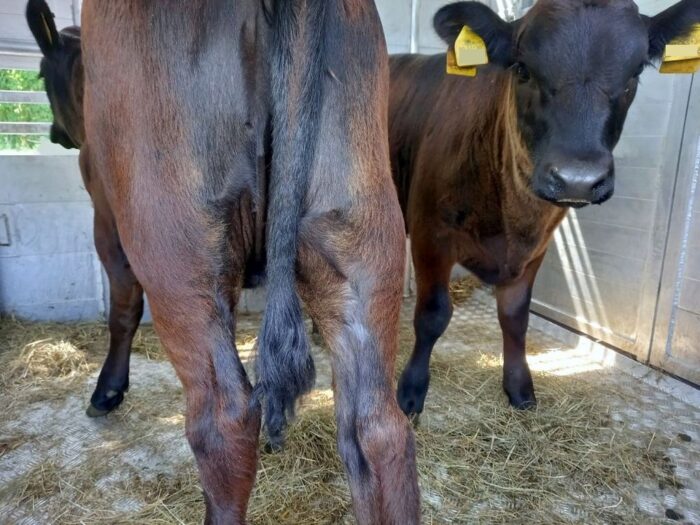 rpo, odbiór zwierząt, interwencyjny odbiór zwierząt, przepisy