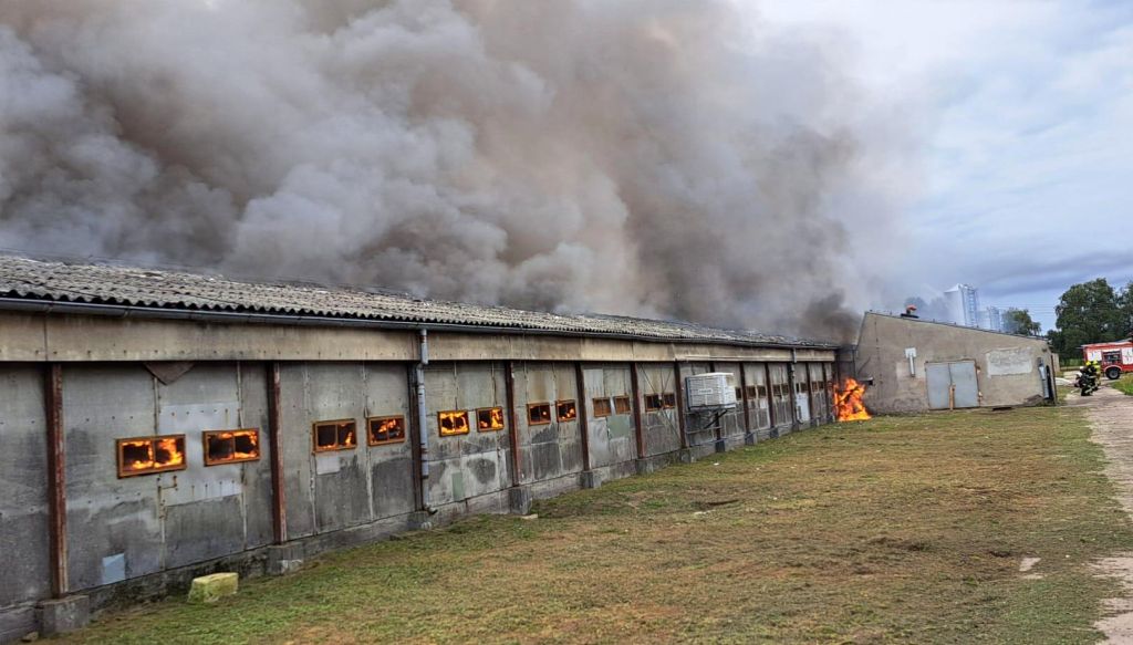 pożar, budynek inwentarski, hodowla indyków, ferma drobiu