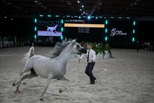 konie arabskie, pride of poland, sprzedaż koni, hodowla koni