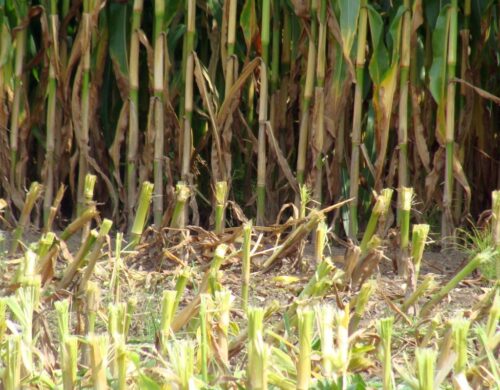 susza rolnicza, iung, niedobór wody, kbw