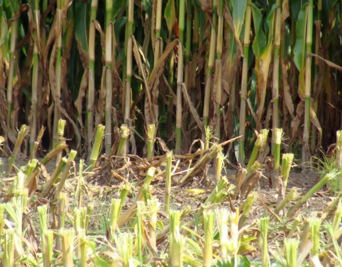 susza rolnicza, iung, niedobór wody, kbw